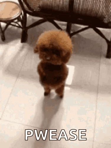 A Small Brown Poodle Is Standing On Its Hind Legs On A Tiled Floor In A Living Room . GIF