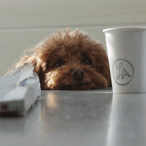 A Small Brown Poodle Laying Next To A La Cup GIF
