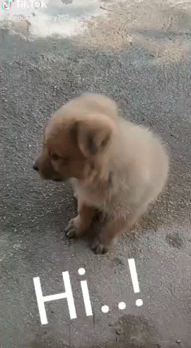 A Small Brown Puppy Is Sitting On The Ground And Looking At The Camera . GIF