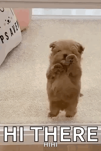 A Small Brown Puppy Is Standing On Its Hind Legs On A Carpet And Says Hi There . GIF