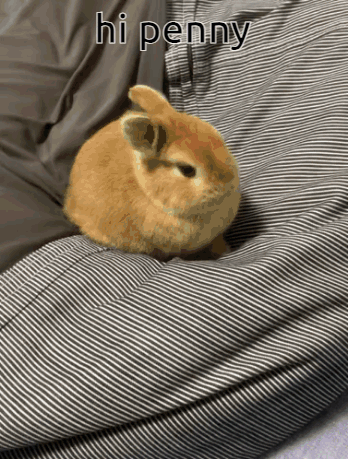 a small brown rabbit is laying on a striped blanket with the words hi penny written above it