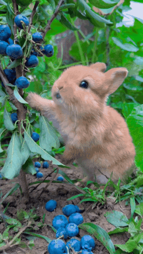 A Small Brown Rabbit Is Reaching For Blueberries On A Tree GIF