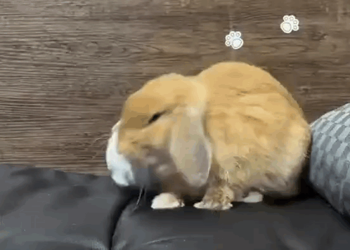 A Small Brown Rabbit Is Sitting On A Black Couch Looking At The Camera . GIF