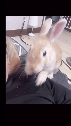 A Small Brown Rabbit Is Sitting On A Person 'S Shoulder GIF