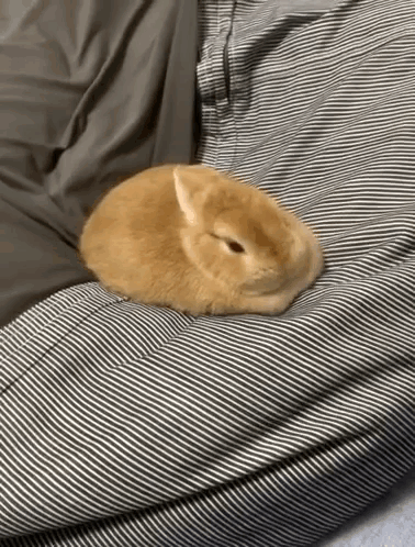 A Small Brown Rabbit Is Sleeping On A Striped Blanket On A Couch . GIF