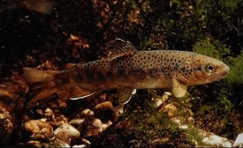 A Small Brown Trout Is Swimming In A River . GIF