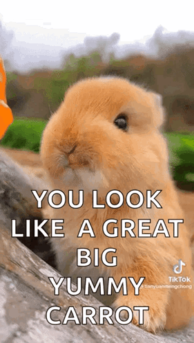 A Small Bunny Rabbit Is Sitting On A Log With The Words `` You Look Like A Great Big Yummy Carrot '' GIF
