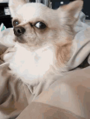 A Small Chihuahua Dog Is Sitting On A Bed With A Blanket On It . GIF