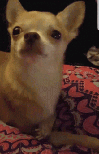 A Small Chihuahua Dog Laying On A Bed GIF
