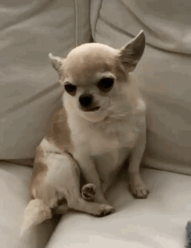 A Small Chihuahua Is Sitting On A White Couch . GIF