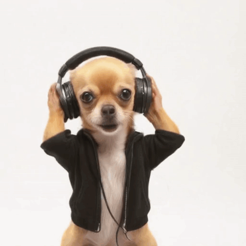 A Small Chihuahua Wearing Headphones And A Black Jacket GIF