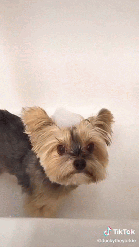A Small Dog In A Bathtub With Bubbles On Its Head And A Tiktok Watermark GIF