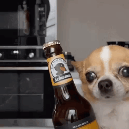 A Small Dog Is Holding A Bottle Of Beer In Front Of It . GIF