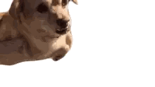 a small dog is laying down on a person 's lap on a white background .