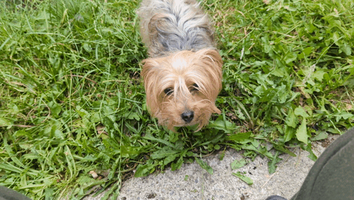 A Small Dog Is Laying In The Grass And Looking Up At The Camera GIF