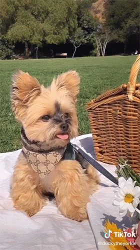 A Small Dog Is Laying On A Blanket Next To A Wicker Basket And Flowers GIF