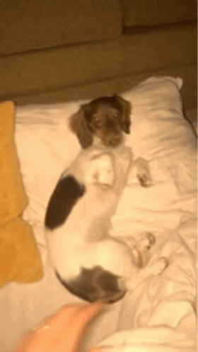 a small dog is laying on its back on a bed