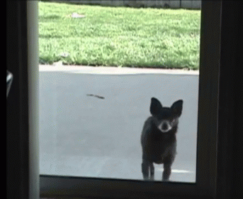 A Small Dog Is Looking Out Of A Window At A Bird GIF