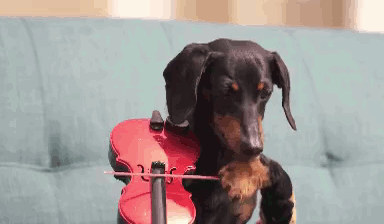 A Small Dog Is Playing A Violin On A Couch . GIF