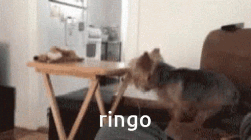 A Small Dog Is Playing With A Person 'S Leg And The Word Ringo Is On The Bottom Of The Image . GIF