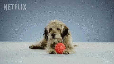 a small dog is playing with a red ball in front of a netflix sign