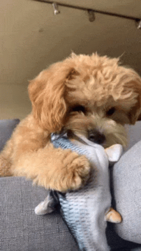 A Small Dog Is Playing With A Stuffed Fish On A Couch GIF
