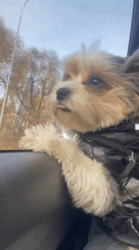 A Small Dog Is Sitting In The Back Seat Of A Car Looking Out The Window . GIF