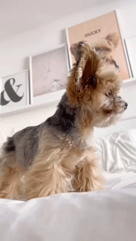A Small Dog Is Sitting On A Bed In Front Of A Picture Of Ducky GIF