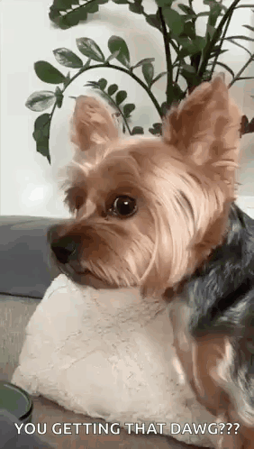 A Small Dog Is Sitting On A Couch Looking At The Camera . GIF