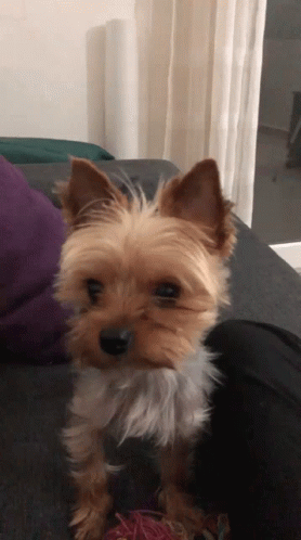 A Small Dog Is Sitting On A Couch Looking At The Camera GIF