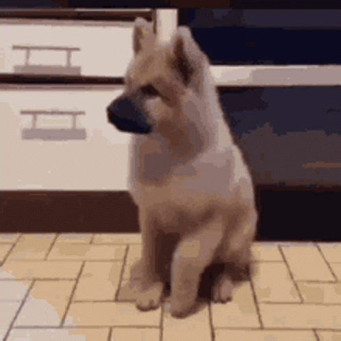 A Small Dog Is Sitting On A Tiled Floor In Front Of A Cabinet . GIF