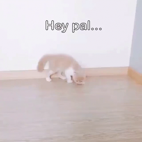 A Small Dog Is Standing On A Wooden Floor With The Words Of This Written On The Bottom GIF