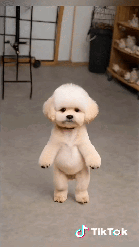 A Small Dog Is Standing On Its Hind Legs In A Room With Tiktok Written On The Bottom GIF