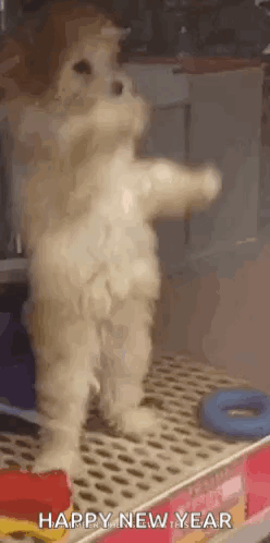 A Small Dog Is Standing On Its Hind Legs On A Shelf And Waving At The Camera . GIF