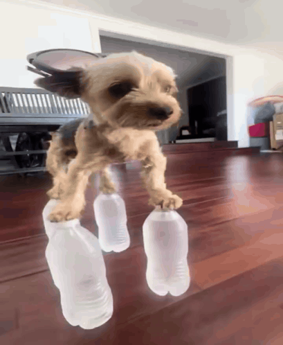 A Small Dog Is Standing On Two Plastic Bottles On A Wooden Floor GIF