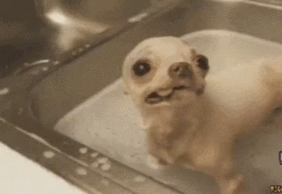 A Small Dog Is Taking A Bath In A Sink And Making A Funny Face . GIF