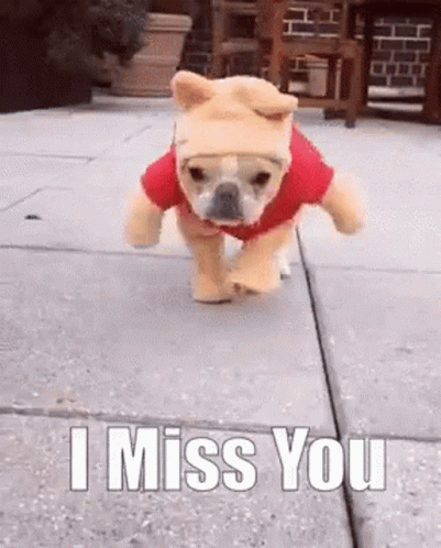 A Small Dog Is Wearing A Winnie The Pooh Costume And Running On A Sidewalk . GIF