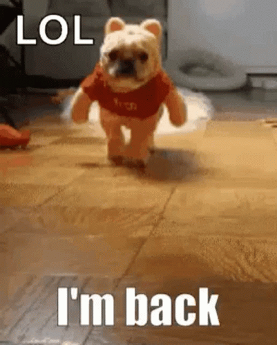 A Small Dog Is Wearing A Winnie The Pooh Costume And Running On A Wooden Floor . GIF