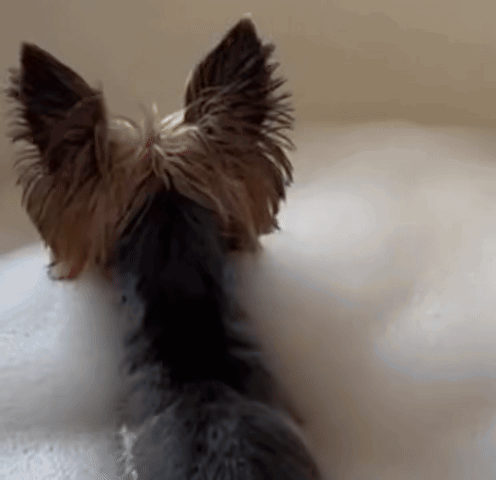 A Small Dog Laying In A Bathtub With Bubbles GIF