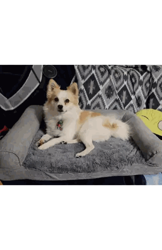 a small dog laying on a dog bed with a tag on it