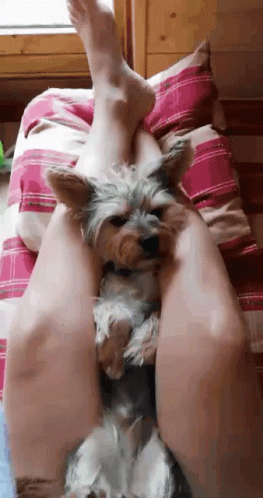 A Small Dog Laying On A Person 'S Legs GIF