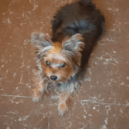 A Small Dog Laying On A Tile Floor With The Word Woof Written Below It GIF