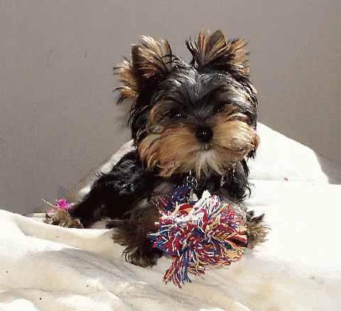 A Small Dog Laying On A White Blanket With A Colorful Toy In Its Mouth GIF