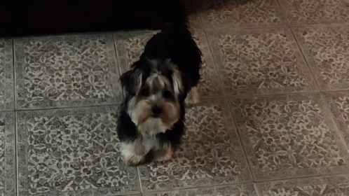A Small Dog Standing On A Tiled Floor Looking At The Camera GIF
