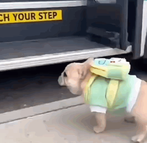 A Small Dog Wearing A Backpack Is Standing In Front Of A Bus With A Sign That Says " Teach Your Step " GIF