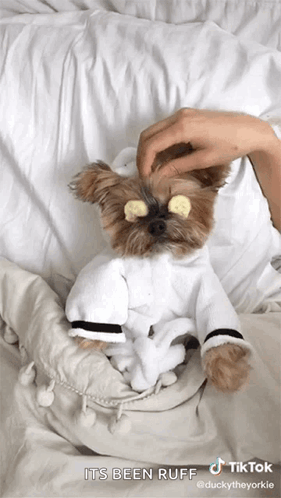A Small Dog Wearing A Bathrobe With Cucumbers On Its Eyes Is Laying On A Bed . GIF