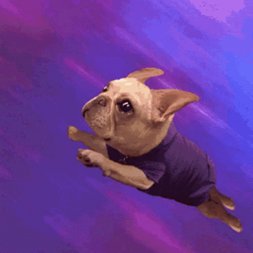 A Small Dog Wearing A Blue Shirt Is Flying Through The Air GIF