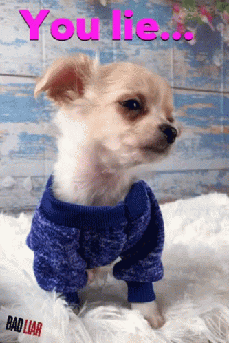 A Small Dog Wearing A Blue Sweater With The Words You Lie Written On It GIF