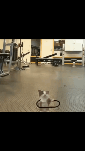 A Small Dog Wearing A Headband Is Standing On A Gym Floor GIF
