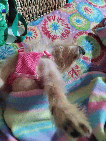 A Small Dog Wearing A Pink Harness Is Laying On A Blanket GIF